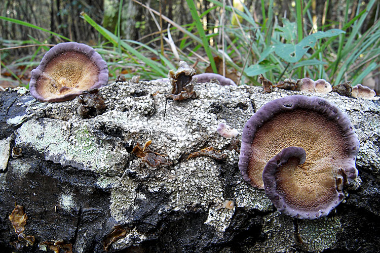Tentativo di determinazione (Trichaptum biforme)